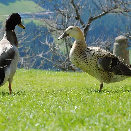 Siedlerhof *