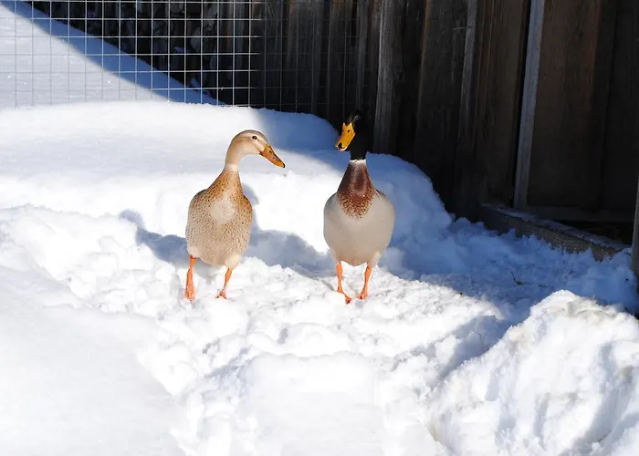 Siedlerhof Apartman *