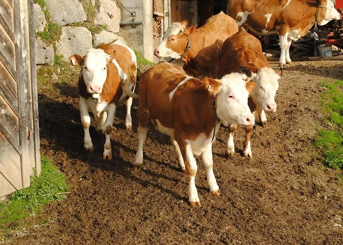 Siedlerhof Hopfgarten im Brixental