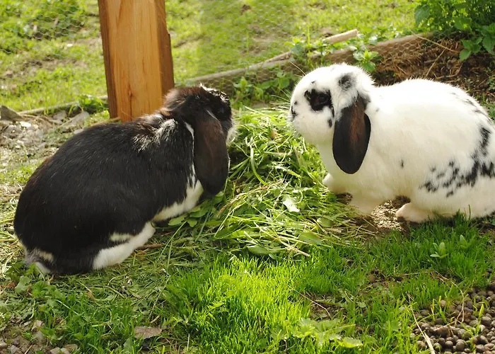 Apartman Siedlerhof *